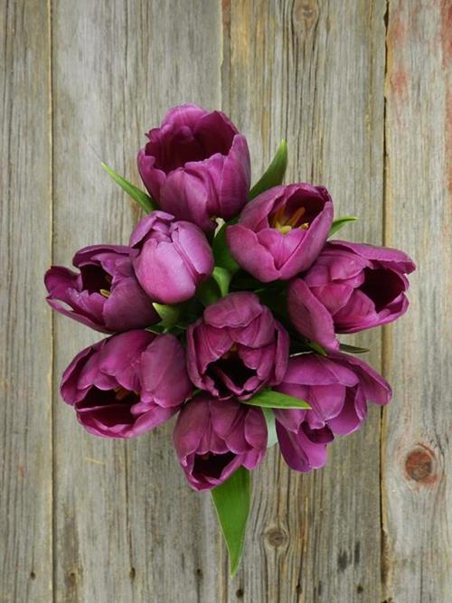 Wholesale Purple Tulips Delivered Online FlowerFarm